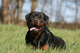 ROTTWEILER 568